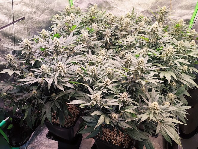 Growreport Bild 6