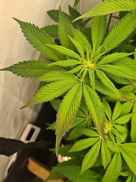 Growreport Bild 2