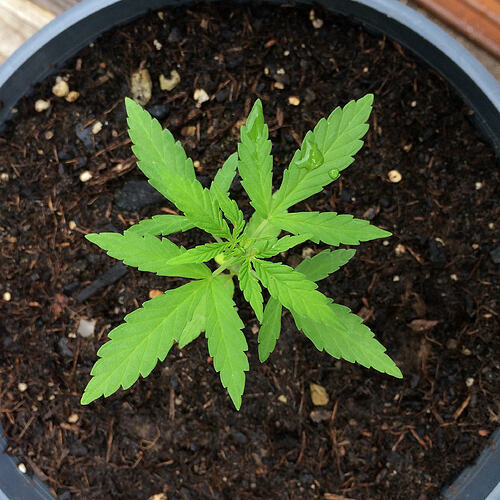 Grow26_0608_18