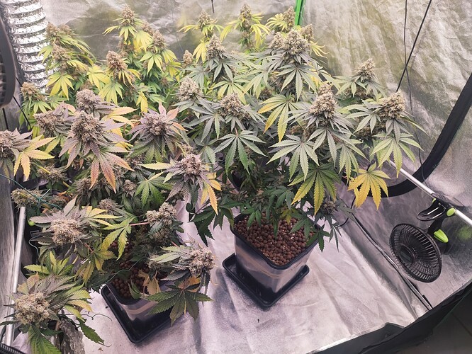 Growreport Bild 100