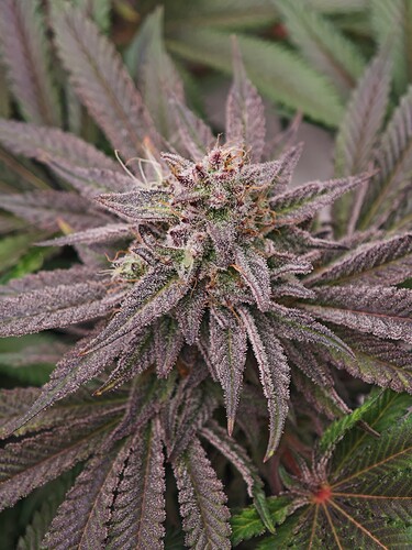 Growreport Bild 21