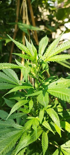 Growreport Bild 4