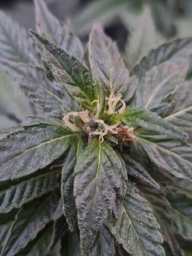 Growreport Bild 3