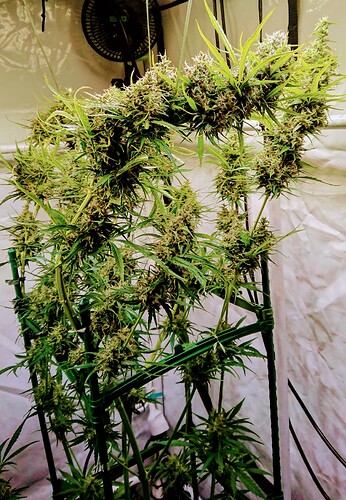 Growreport Bild 14