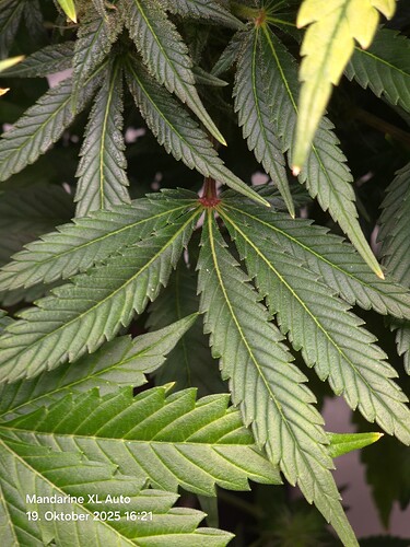 Growreport Bild 15