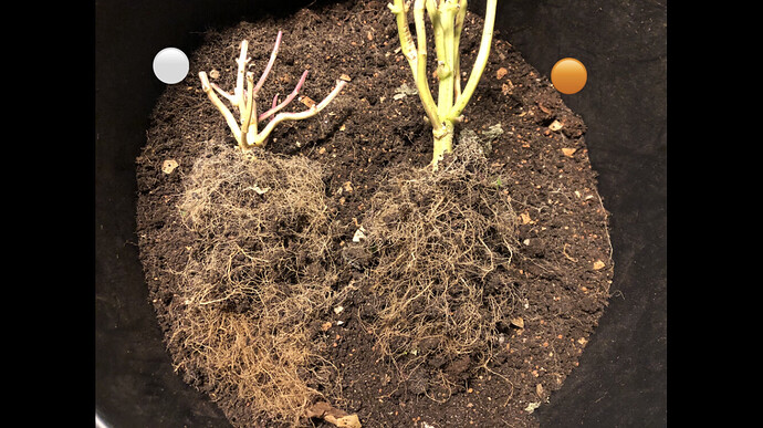 Growreport Bild 38