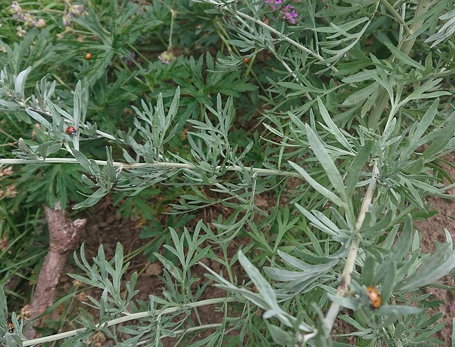 Growreport Bild 103