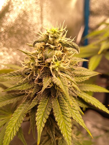 Growreport Bild 5
