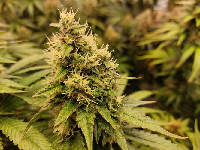 Growreport Bild 2