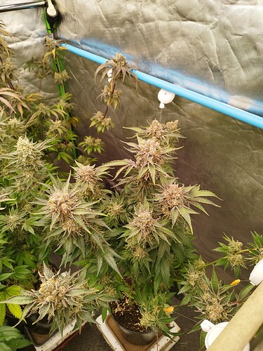 Growreport Bild 3