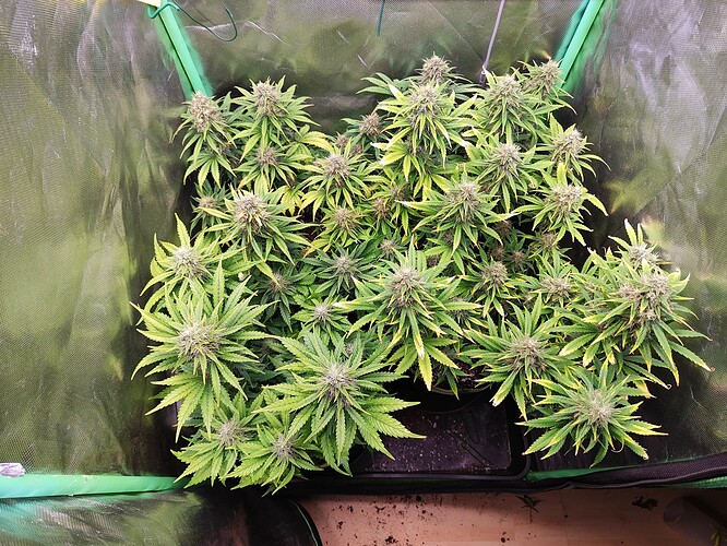 Growreport Bild 2