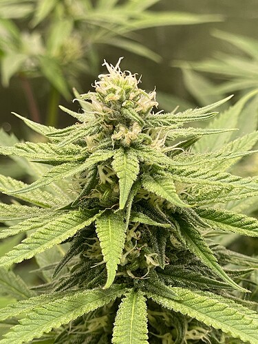 Growreport Bild 11