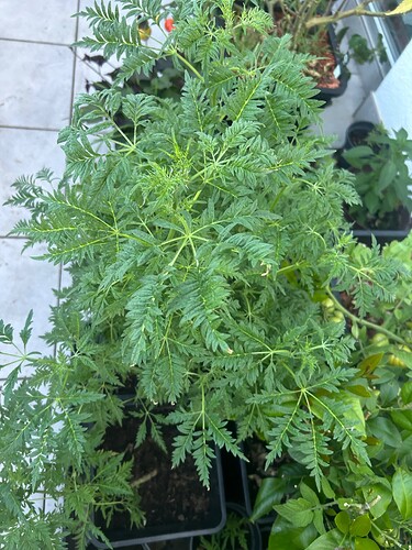 Growreport Bild 46