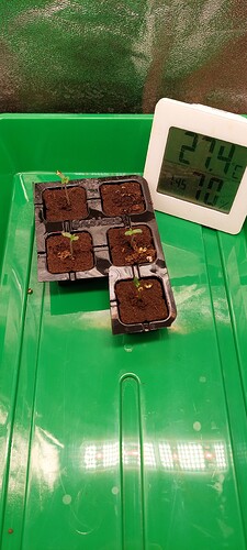 Growreport Bild 7