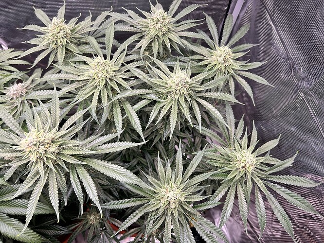 Growreport Bild 16