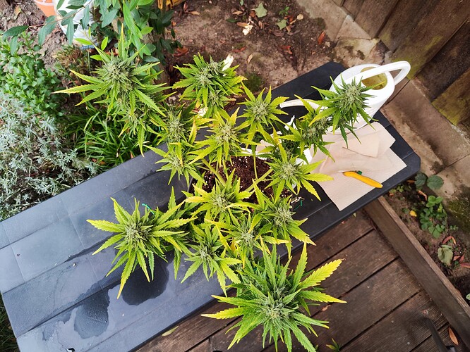 Growreport Bild 4