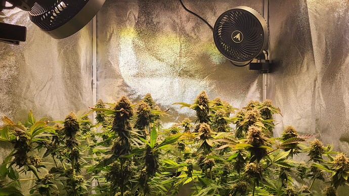 Growreport Bild 44