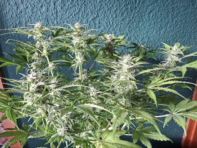 Growreport Bild 12