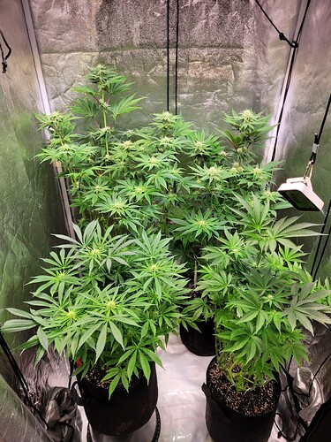 Growreport Bild 1