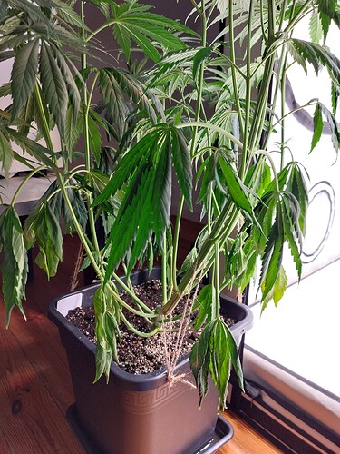 Growreport Bild 1