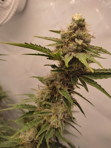 Growreport Bild 6