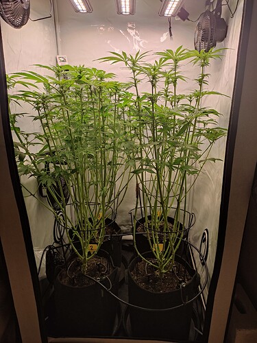 Growreport Bild 4
