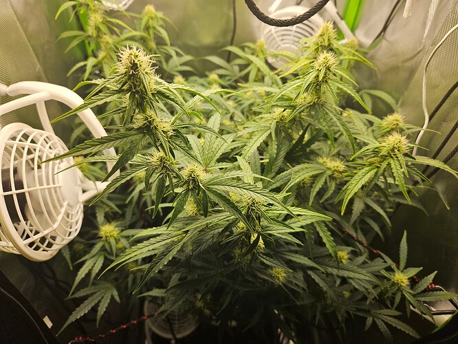 Growreport Bild 2