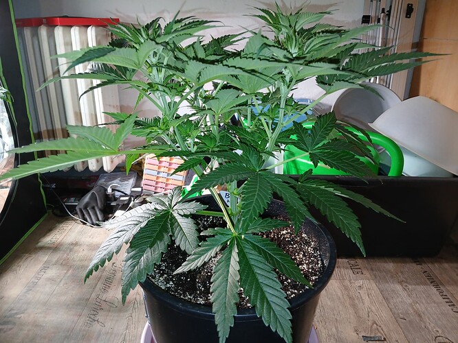 Growreport Bild 12