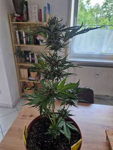 WhatsApp Image 2024-06-27 at 18.04.16 (4)