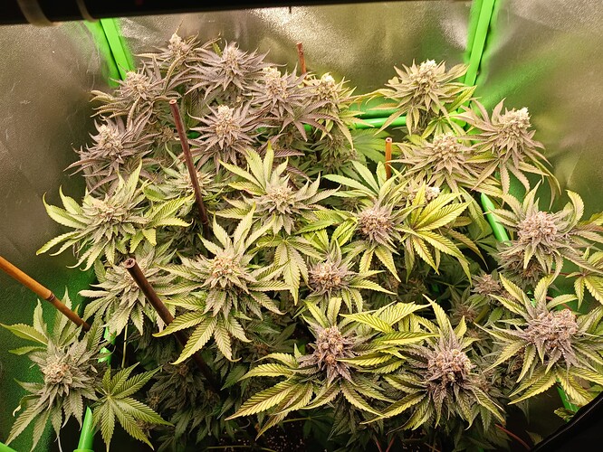 Growreport Bild 50