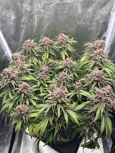 Growreport Bild 9