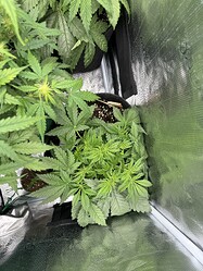 Growreport Bild 10