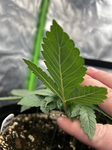 Growreport Bild 12