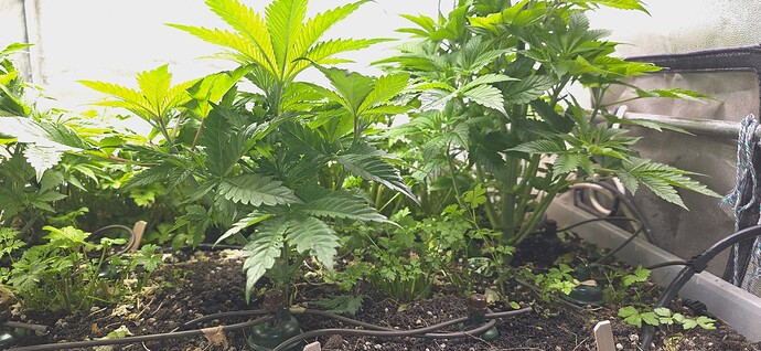 Growreport Bild 3