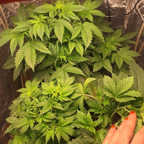 Mehrere junge Cannabispflanzen in der Wachstumsphase, dicht beieinander stehend, mit ausgeprägten grünen Blättern. Eine Hand mit roten Fingernägeln ist am unteren rechten Bildrand sichtbar.