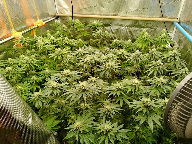 Growreport Bild 8