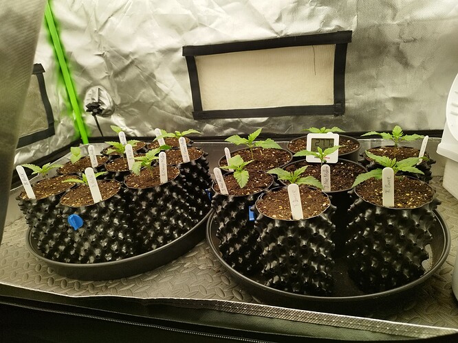 Growreport Bild 3