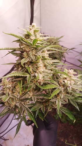 Growreport Bild 20