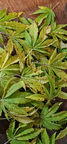 Growreport Bild 6