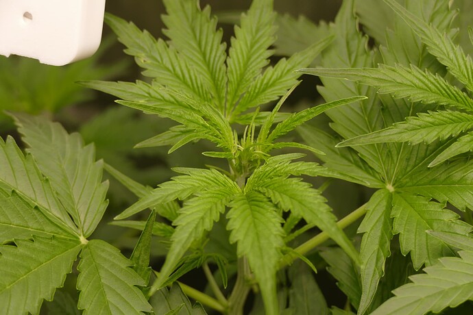 Growreport Bild 15