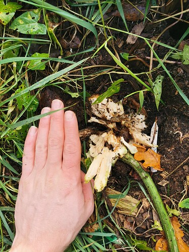 Growreport Bild 2