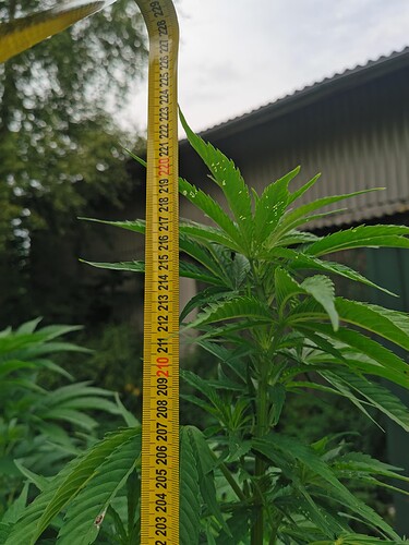Growreport Bild 1