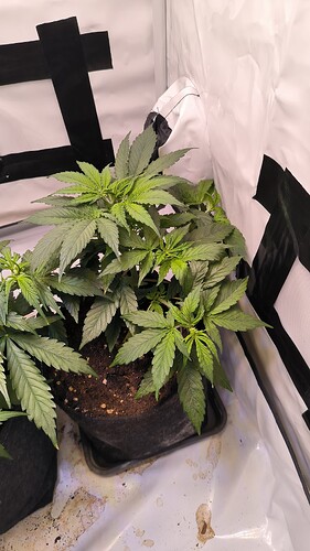 Growreport Bild 31