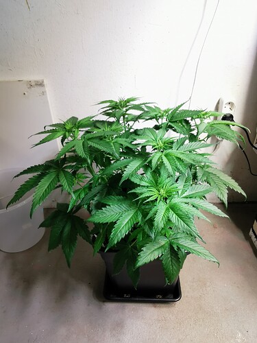 Growreport Bild 7