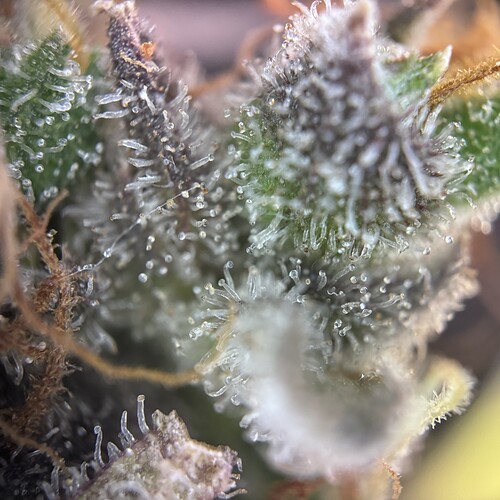 Growreport Bild 44