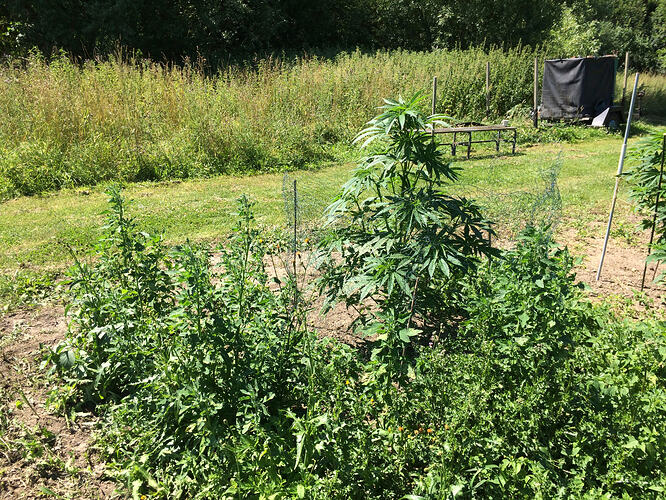 Grow26_0711_06