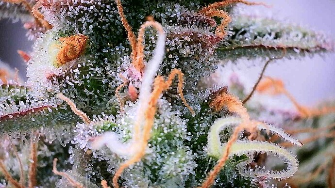 Growreport Bild 27