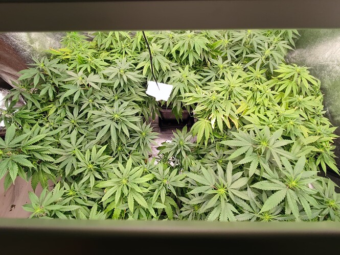 Growreport Bild 7