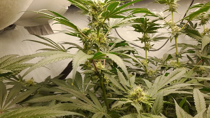 Growreport Bild 9