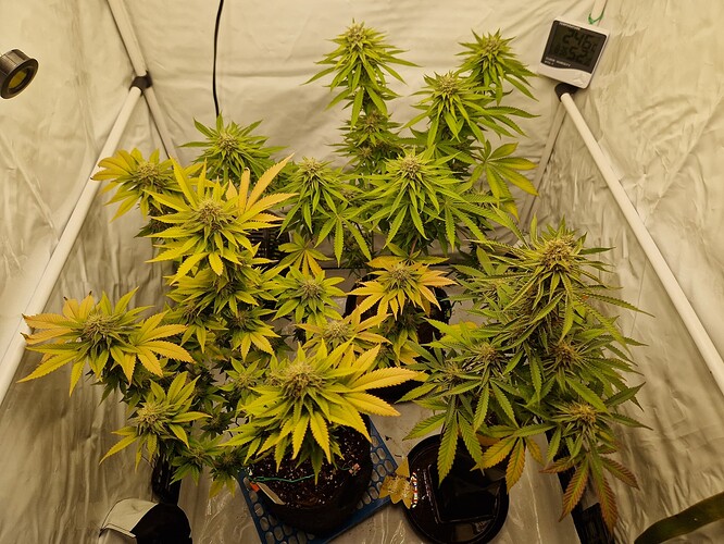 Growreport Bild 1